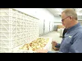 Chicken Poultry Full Hatchery Tour Townline Hatchery in Michigan