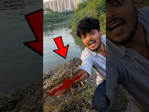 CROCODILE in the City
