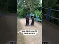 Download Lagu SATU KAMPUNG DIBUAT GEGER DENGAN KEMUNCULAN SUKU PEDALAMAN‼️