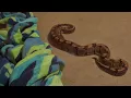 Ball python bites man sitting on Orlando porch