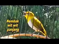 Mengubah pleci ngalas SNI menjadi ngalas ngalas WIT wit panjang pleci buxtoni nembak WIT wit
