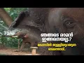 Download Lagu ഏഷ്യയിലെ No.1 കൊമ്പൻ മദപ്പാടിൽ ഉറഞ്ഞു തുള്ളുമ്പോൾ..18 വർഷം മുമ്പുള്ള അപൂർവ്വദൃശ്യങ്ങൾ.!