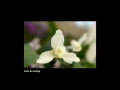 Download Lagu ¡Monja Blanca!                                             David Hurtado