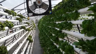 MG3 Farms Maxton NC Hydroponic Farm Tour