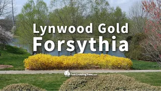 Lynwood Gold Forsythia YouTube Video Banner