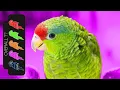 Mexican Red Crowned Amazon The Best Pet Parrot