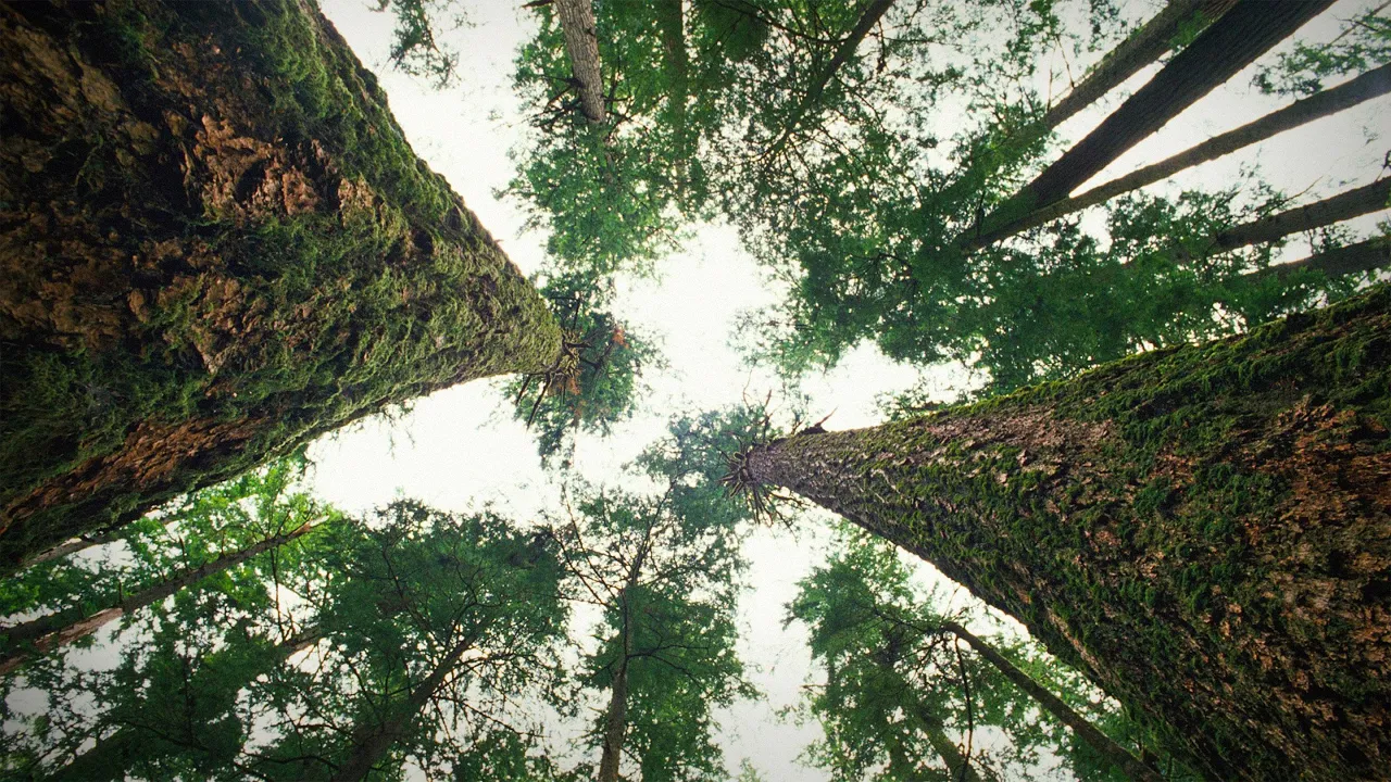 How trees talk to each other | Suzanne Simard