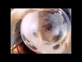 Download Lagu 【MV】Makoto Kawamoto \