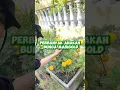 Download Lagu Perbanyak anakan bunga marigold