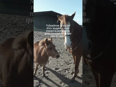 Toujours persévérer… 😅😂 #humour #mule #funnyvideo #animals