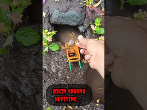 BIKIN SARANG KEPITING  - IKAN CHANNA #shorts #channa #limbata #viral