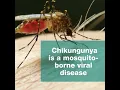 Download Lagu What is chikungunya? #virus #mosquito