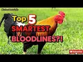Top 5 Gamefowl Bloodlines Behavior Characteristics