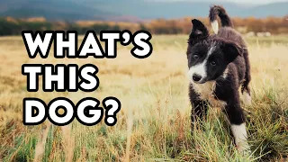 Border Collies - What's This Dog?