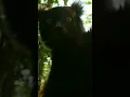 Download Lagu How cute!!!  What's his name?!! #shorts #animals #cute