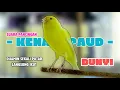 Download Lagu Kenari PAUD NGERIWIK !!! Suara PANCINGAN Kenari PAUD Belajar BUNYI Ngeriwik | MASTERAN Kenari PAUD