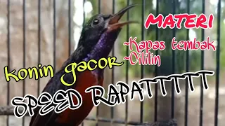 konin gacor isian kapas tembak sambung cililin pancingan konin bongkar materi