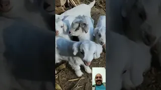 احسن صوت الغزال 