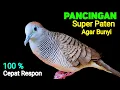 Download Lagu Suara Burung Perkutut Lokal Gacor Ampuh Untuk Pancingan Agar Bunyi