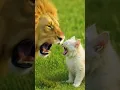 Lagu Lion Roaring Sound 🦁 vs angry cat sound 😺 - Who can roar the loudest- #shorts #lion #cat