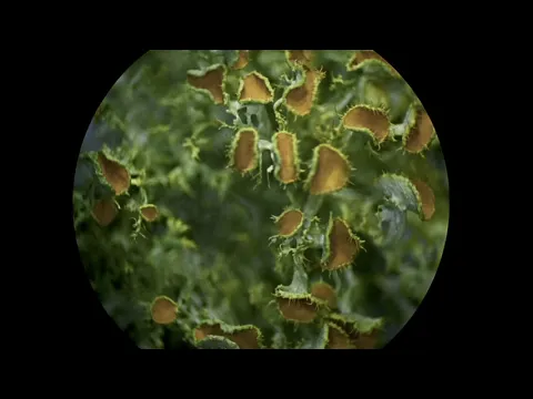 Field Resistance [Trailer]