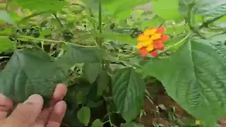 ESTA PLANTA VALE OURO, VOCÊ CONHECE???