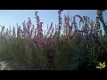 Download Lagu Blazing Star (Liatris)