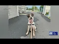 Ten Mass shelters waive adoption fees for adult dogs this week