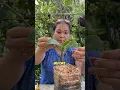 Download Lagu Check out how easy it is to propagate an orchid plant! #shorts #orchids