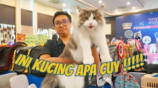 MAIN KE LOMBA KUCING TERBESAR DI INDONESIA