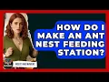 Download Lagu How Do I Make An Ant Nest Feeding Station? - Insects and Invaders