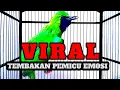 Download Lagu Ini Baru Masteran Cucak Ijo Mewah‼️Besetan \u0026 Roll Tembak Kasar Paling Dicari