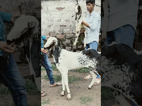 Bakri With Kid’s