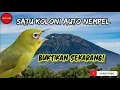 Download Lagu Suara pikat pleci ribut koloni terampuh! AUTO NEMPEL!!!
