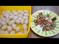 Download Lagu Keren.! BIJI RAMBUTAN Goreng Rasa Kacang METE / Kacang MEDE. Jangan buang Biji Rambutan Digoreng Aja