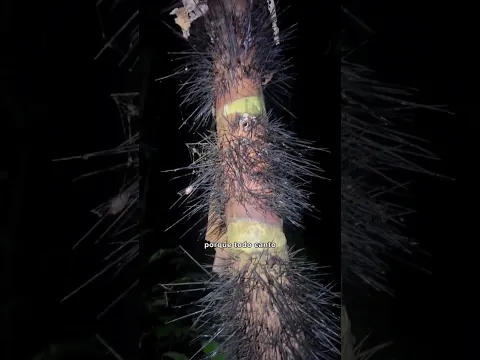 Dia 29 em busca da cobra mais rápida do Brasil