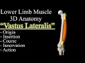 Quadriceps Vastus Lateralis Muscle 3D Anatomy Origin Insertion Course Innervation Action