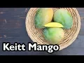 Truly Tropical Mango Varieties - Keitt