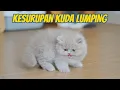 Download Lagu ANAK KUCING BRITISH KESURUPAN KUDA LUMPING