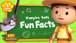 Vampire bats sleep during the day and are active at night! | Animal Facts | Leo the Wildlife Ranger