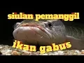 Download Lagu Siulan pemanggil ikan gabus ke permukaan..ini tips/caranya