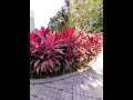 Download Lagu Andong / Hanjuang /  Cordyline Fruticosa 😍😍 #Shorts #Andong #Hanjuang #CordylineFruticosa
