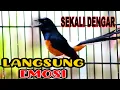 Lagu NGAK SAMPAI 3 MENIT MURAI BATU DIAM LANGSUNG RESPON DENGAN PANCINGAN MURAI BATU GACOR INI