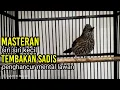 Download Lagu siri siri kecil gacor tembakan tajam