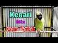 Cucak Ijo Bongkar Isian Kenari Mix kapas Tembak