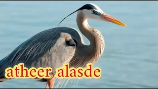 أفضل نغمة زركي للصيادين 