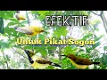 Download Lagu Suara Pikat Sogon Ribut Tarung Paling Efektif