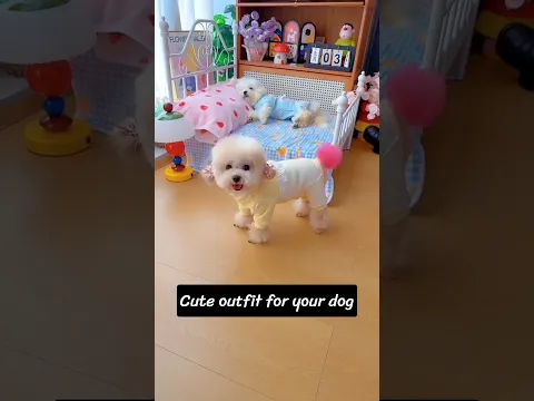 Cute outfit for your dog. #shortsshorts #viralvideo #viralshorts #funydog1010 #pets #usadogs #puppy