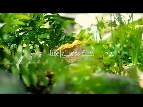 Download MP3 Ambient Background Music [FREE] | Nature Cinematic Short Film | B-roll Video