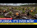 Florida Released Robotic Rabbits to kill Pythons What Happened Next Is INSANE